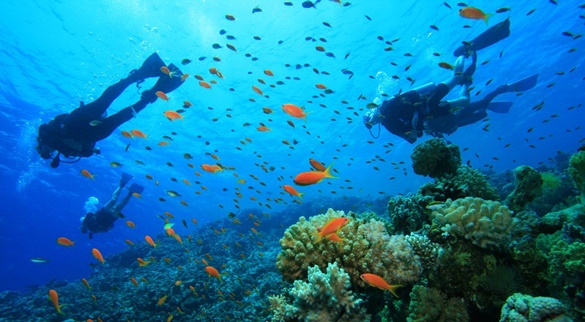 Diving @ Aliwal Shoal